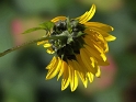 Blume Pflanze PICT1904 (2)_Bildgröße ändern